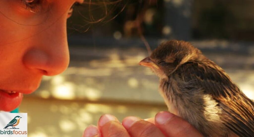 Can Birds Hear Better Than Humans?