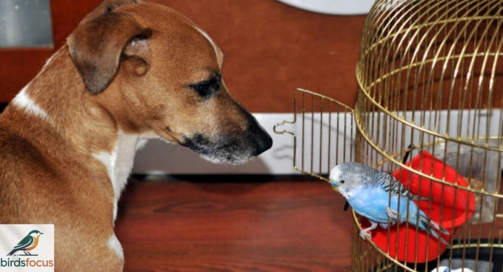 Can Birds Hear Dog Whistles?
