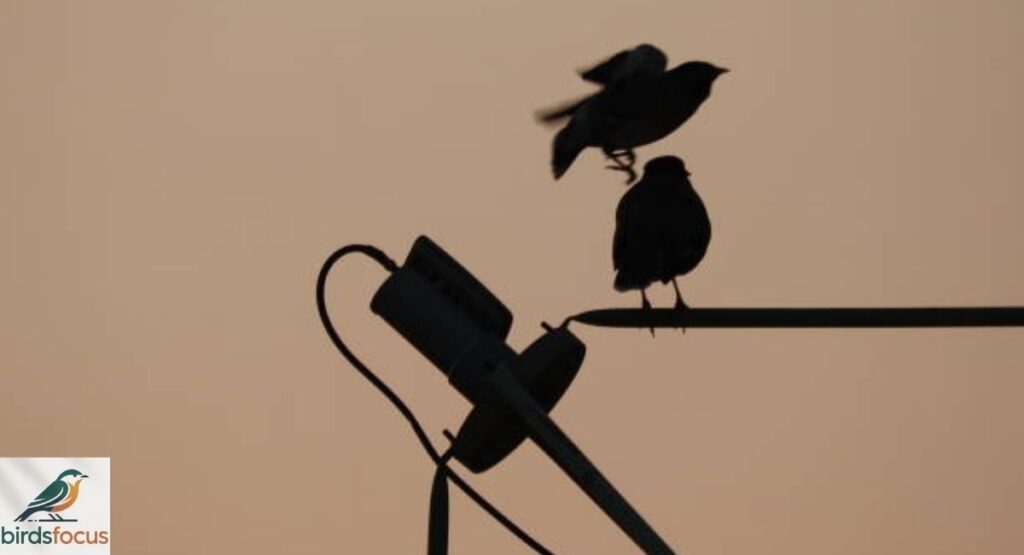 Can Birds Hear High-Frequency Sounds?