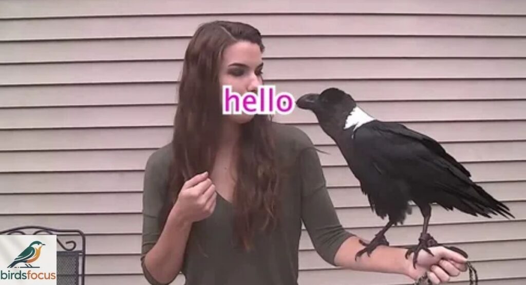 Can Birds Hear Human Voices?