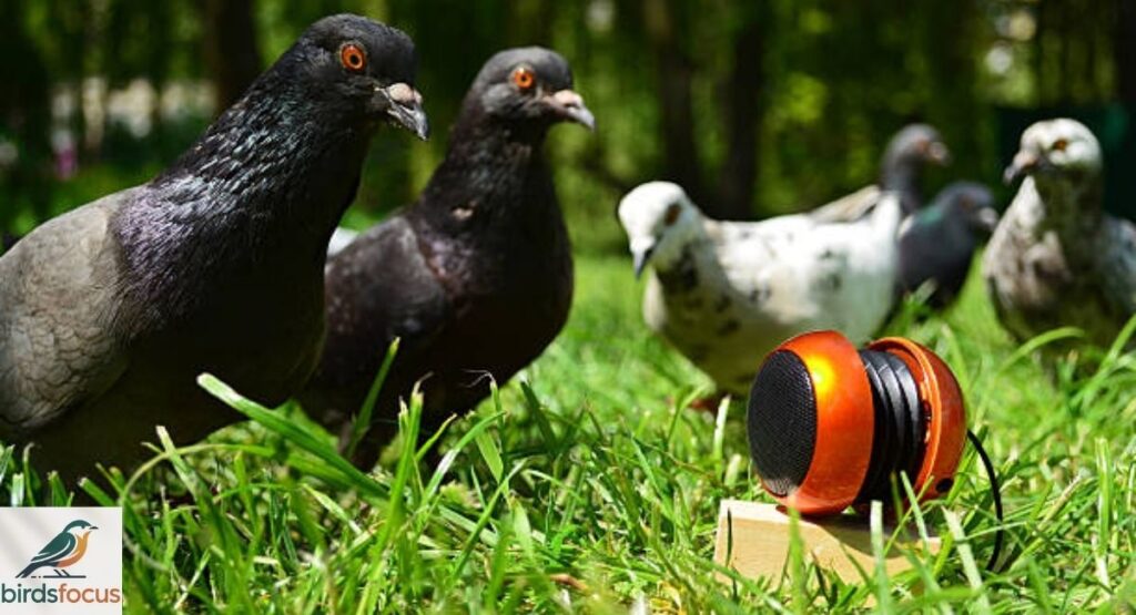 Can Birds Hear Ultrasonic Sound?