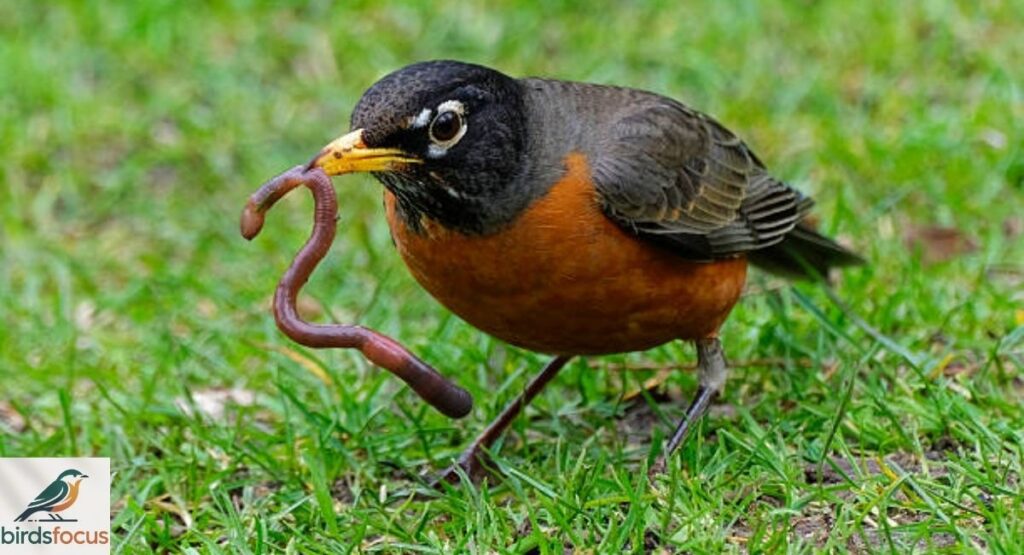 Can Birds Hear Worms?