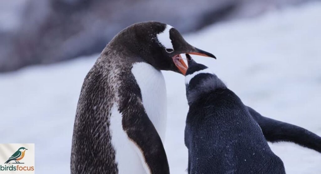 Can Penguins Bite?