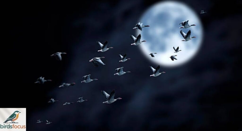 Can You Hear Birds Migrating at Night?