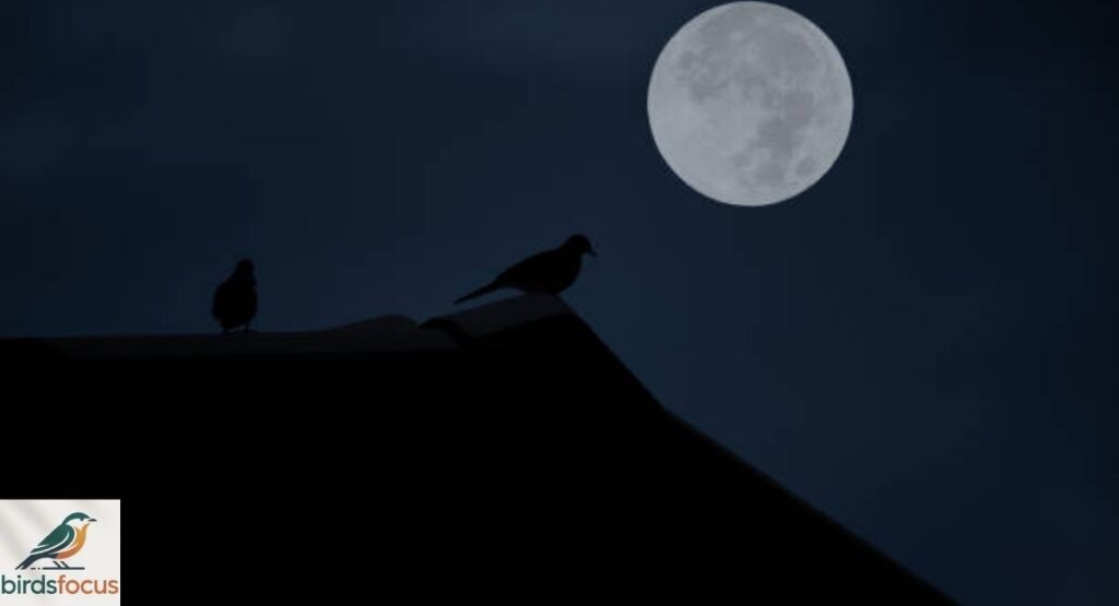 Can You Hear Birds on the Roof at Night?