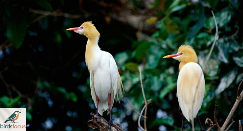 Cattle Egret