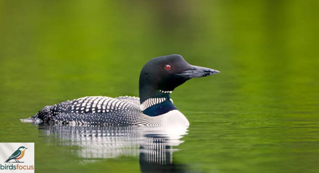 Common Loon