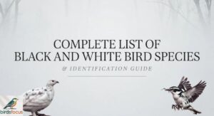 Complete List of Black and White Bird Species & Identification Guide