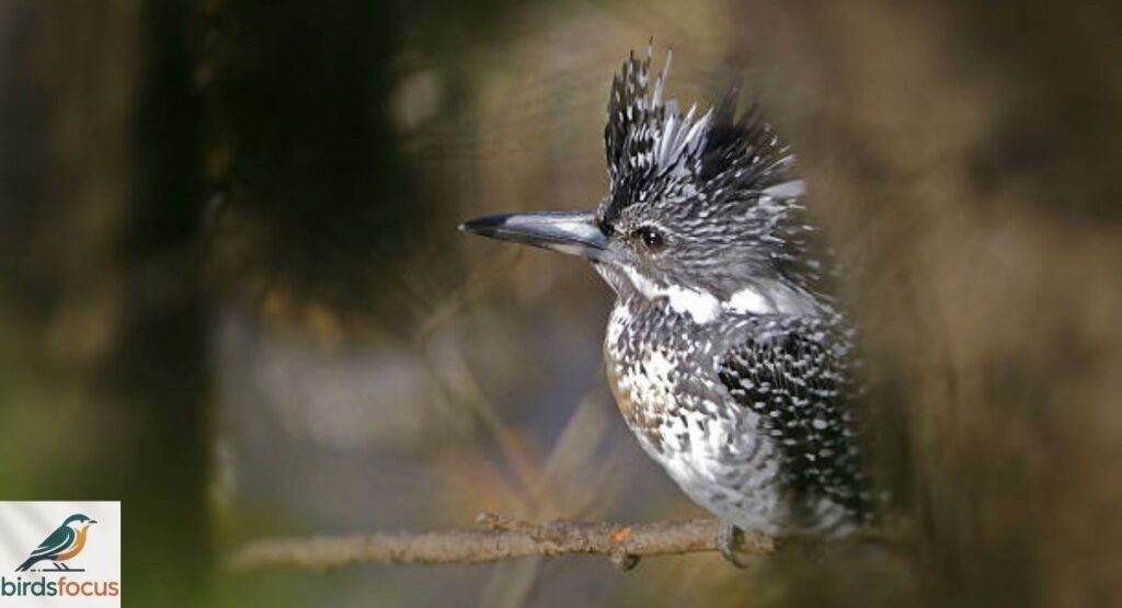 crested kingfisher