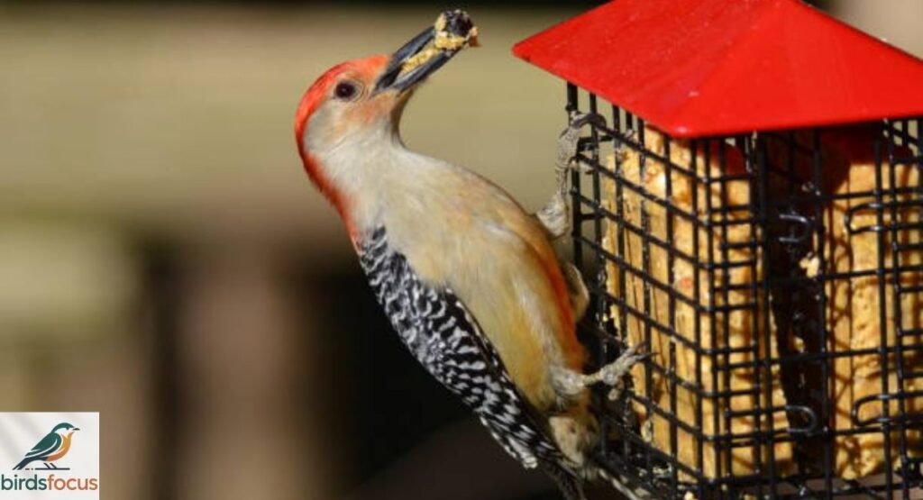 Diet and Feeding Habits