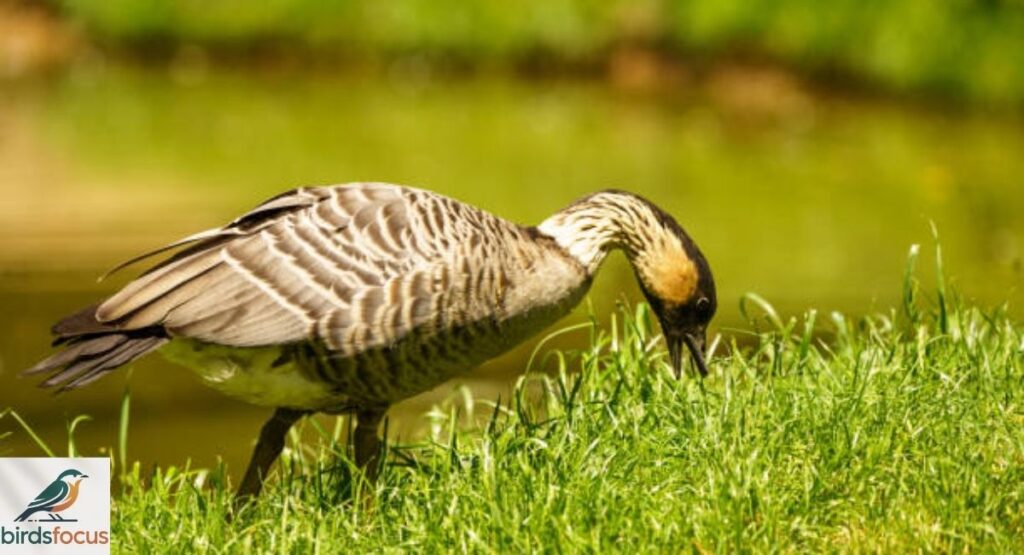 Diet of the Hawaiian Goose