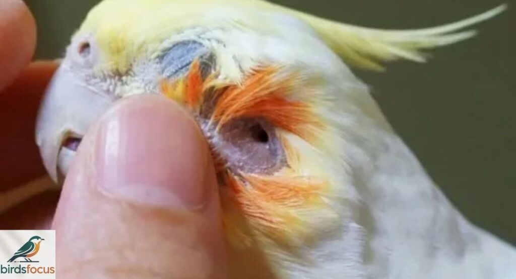 Do Birds Have Ears?