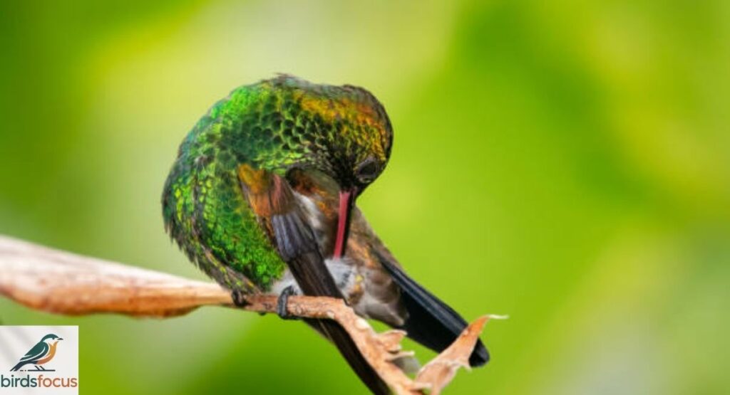 Do Hummingbirds Sleep?