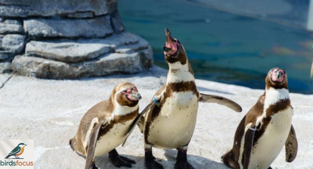 Do Penguins Have Teeth?