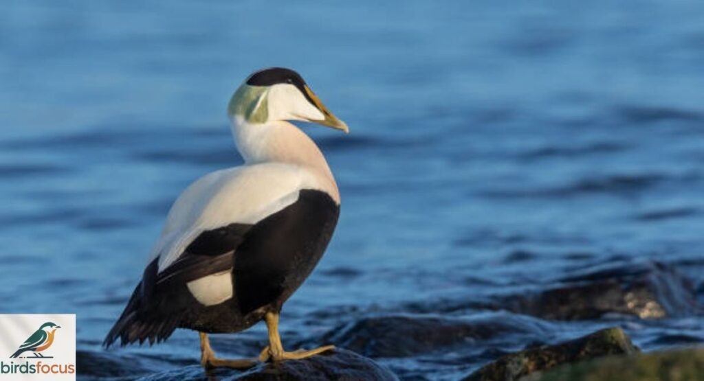 Eider