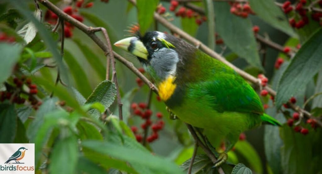Fire-Tufted Barbet