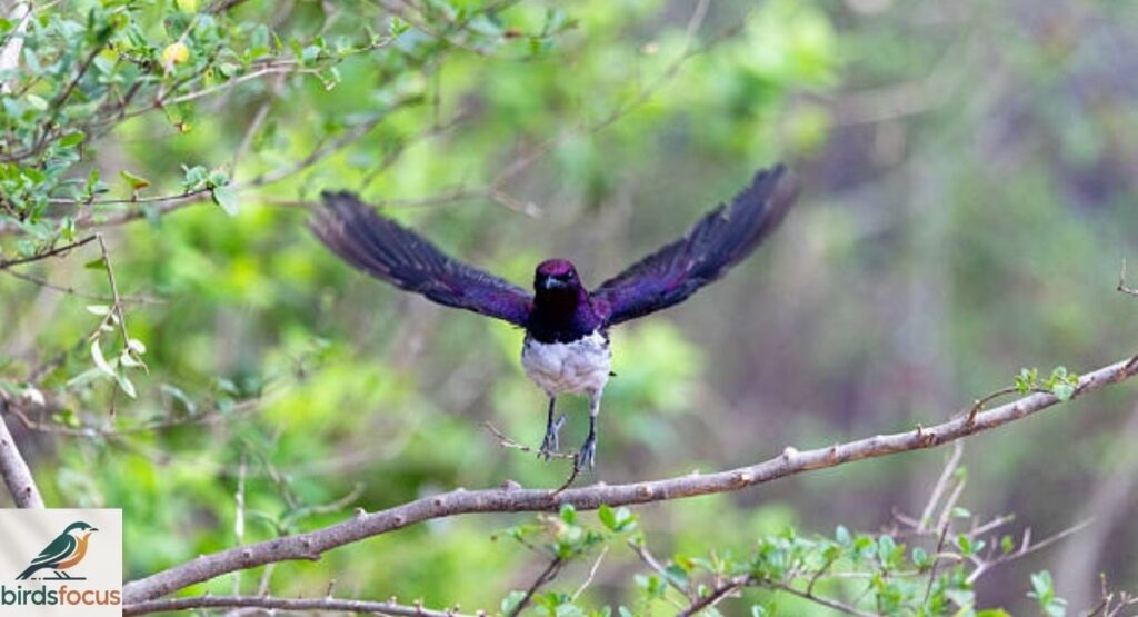 Flying Behavior and Movement