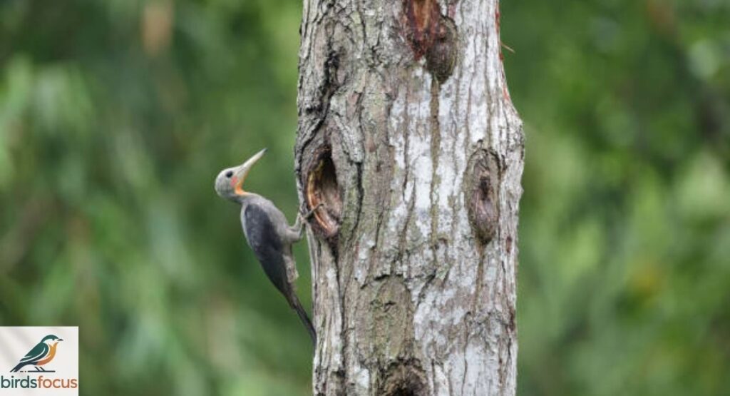 Great Slaty Woodpecker