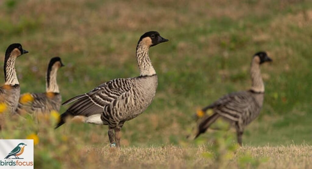 Habitat of the Hawaiian Goose