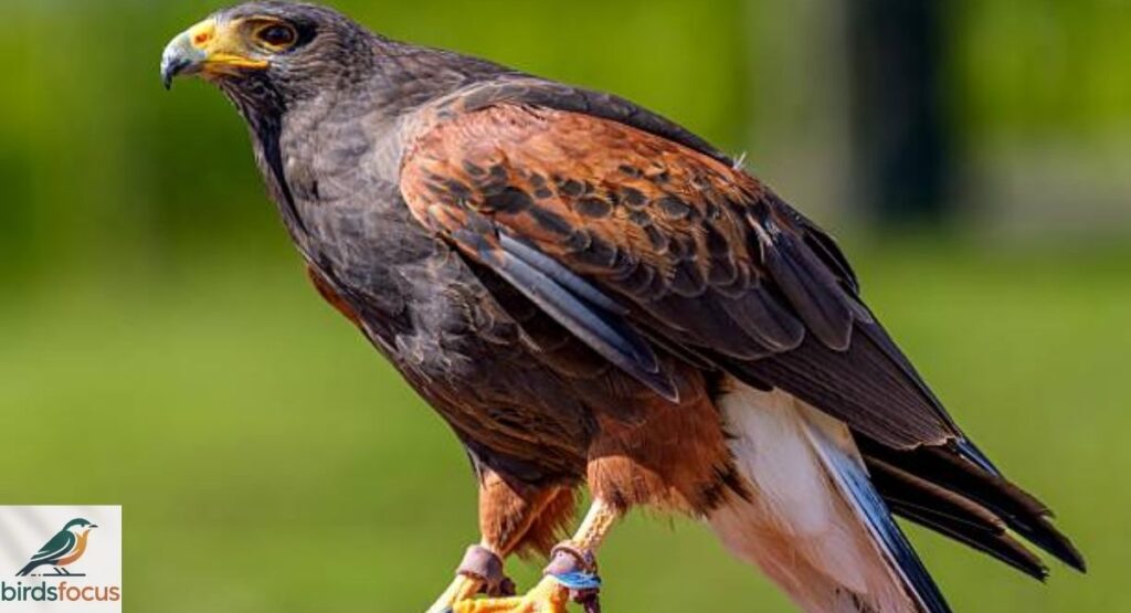 Harris's Hawk