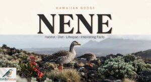 (Hawaiian Goose) Nene: Habitat, Diet, Lifespan and Interesting Facts