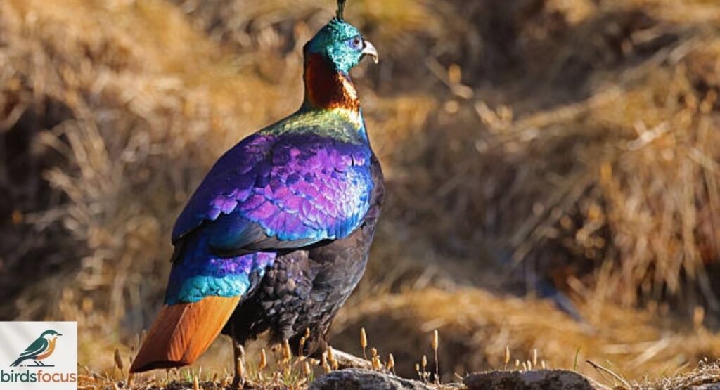 Himalayan Monal