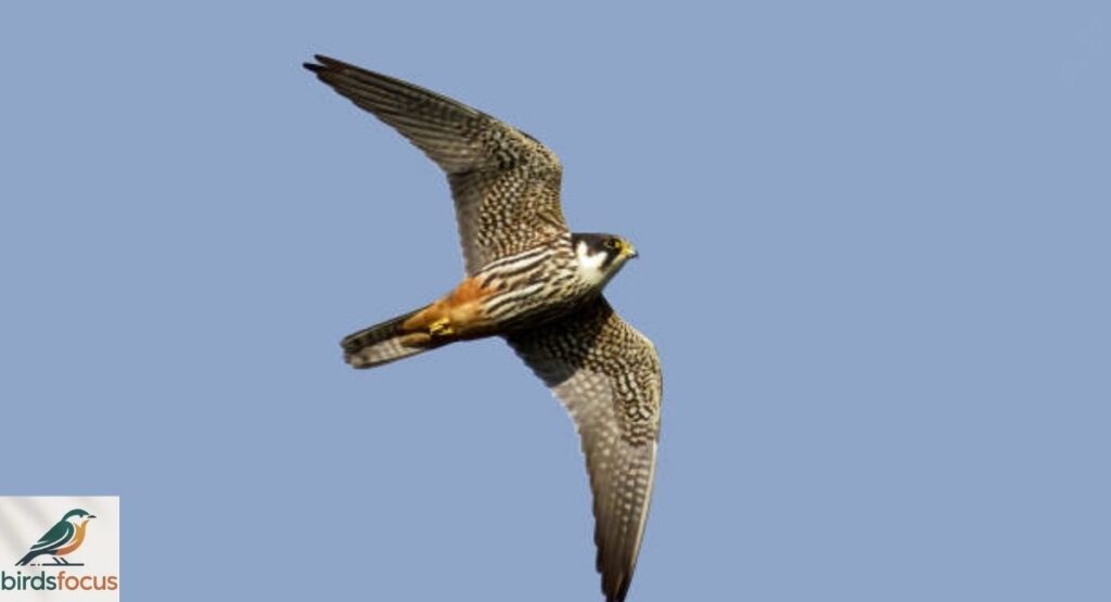 Hobby