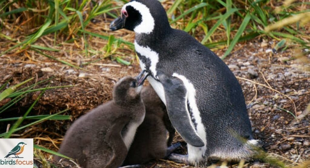 How Do Baby Penguins Feed and Survive Without Teeth?
