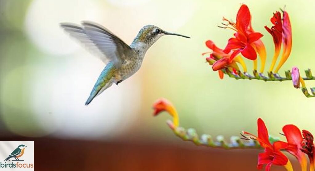 How Long Do Hummingbirds Live?