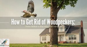 How to Get Rid of Woodpeckers: Proven Methods to Keep Away From Your House