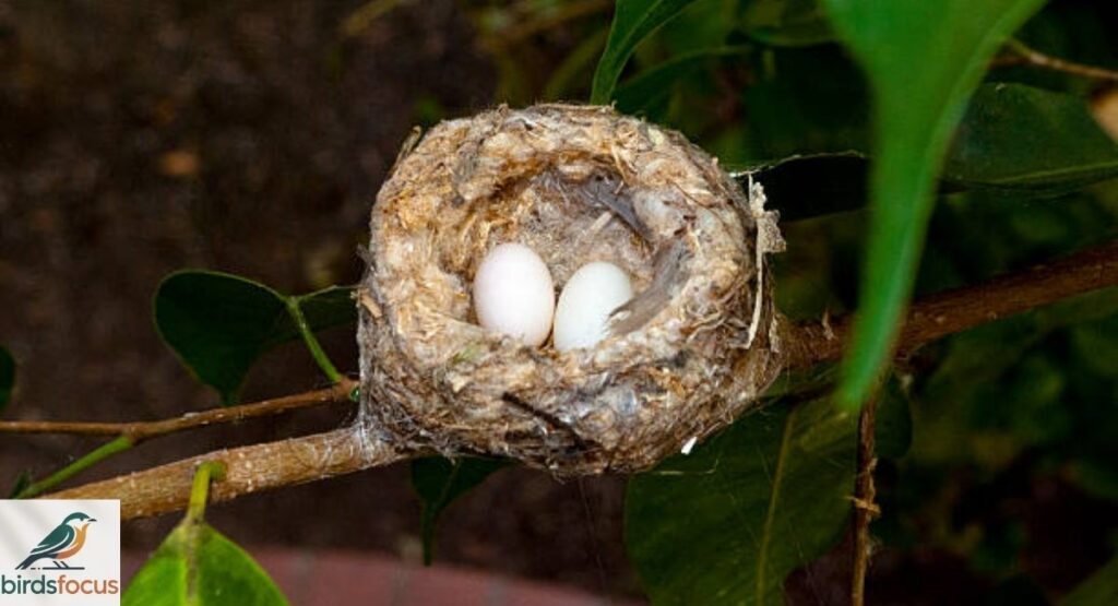 Hummingbird Eggs