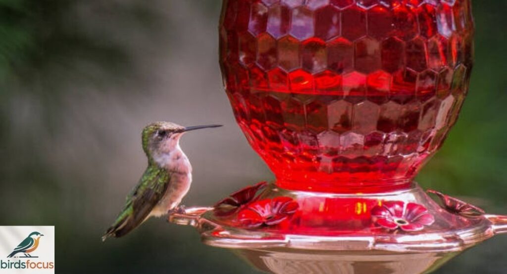 Hummingbird Feeders