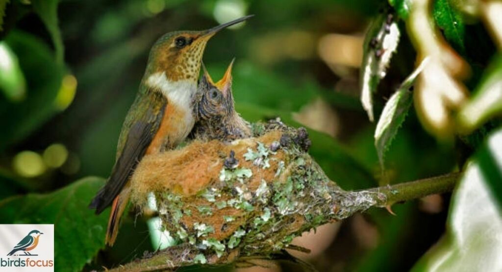 Hummingbird Life Cycle