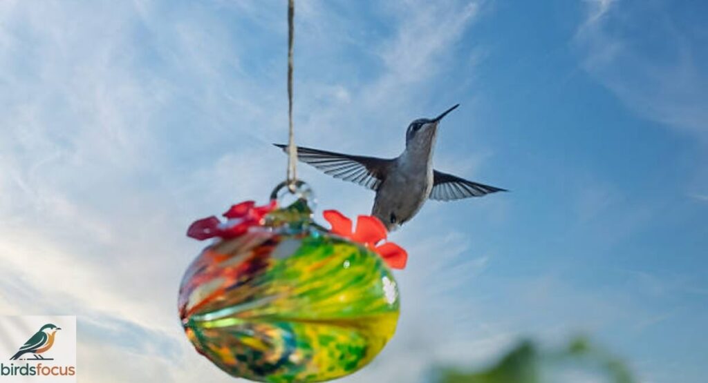 Hummingbird Migration