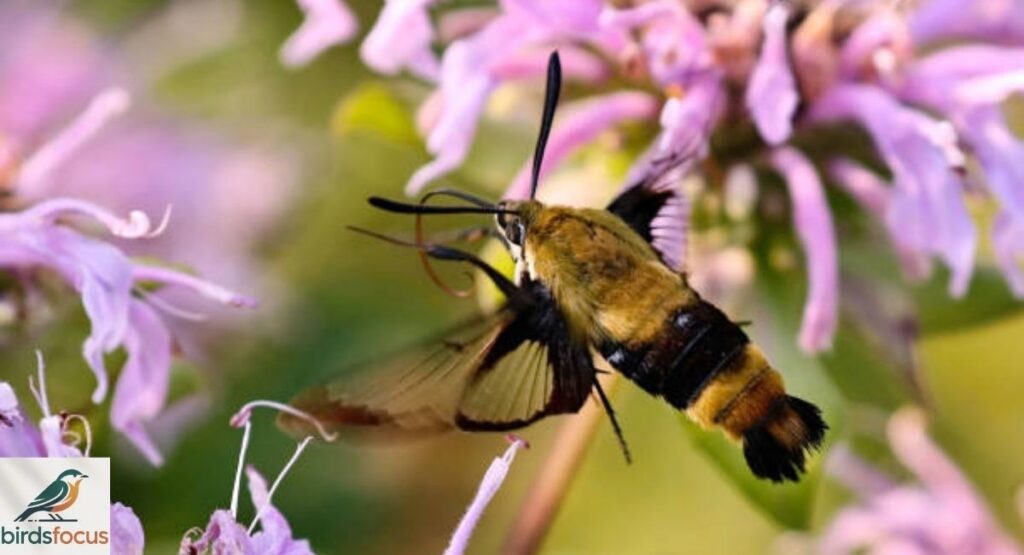 Hummingbird Moth vs Hummingbird