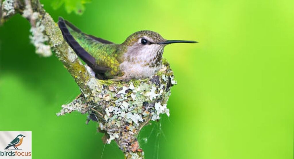 Hummingbird Nests