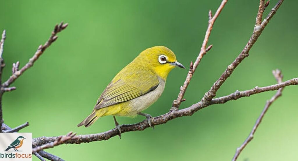Japanese White-Eye