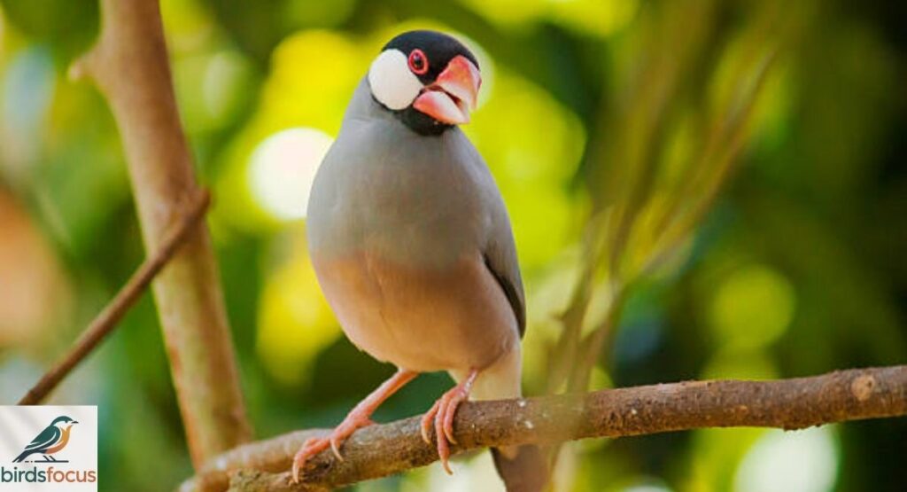 Java Sparrow