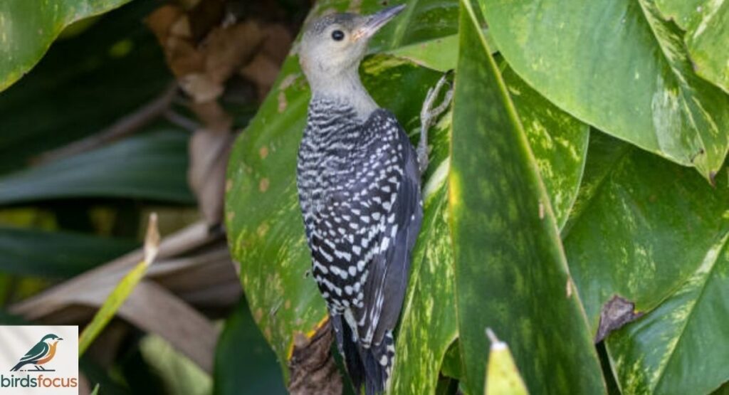 Juvenile Red-Bellied Woodpecker Identification