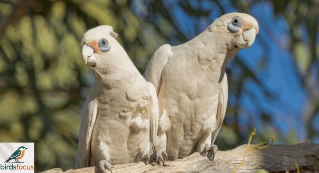 Little Corella