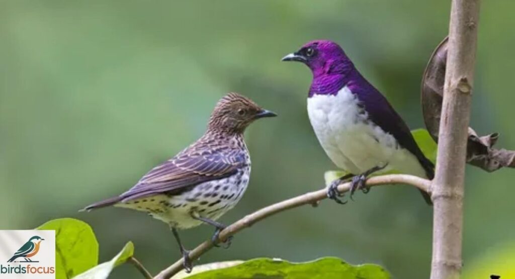 Male and Female Violet-Backed Starlings
