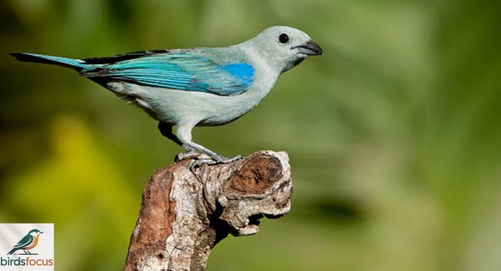 Male Blue Gray Tanager