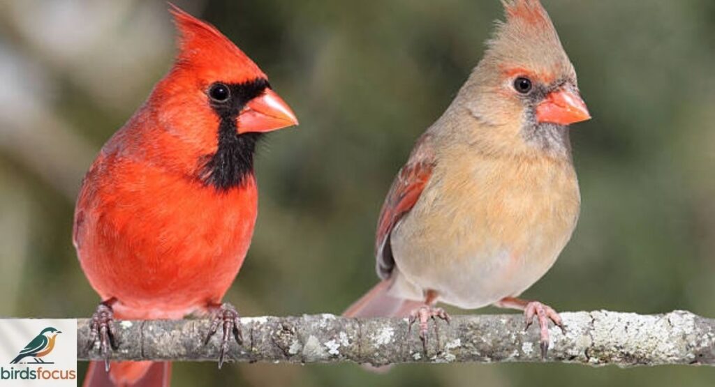 Male vs Female Northern Cardinal
