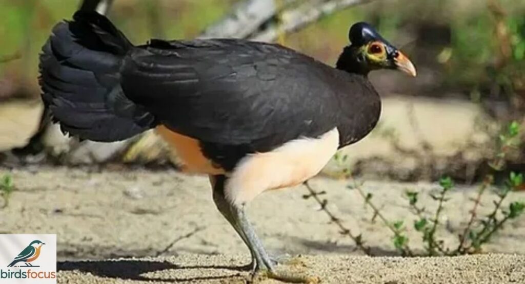 Maleo