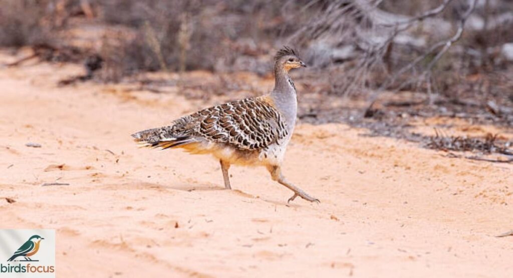 Malleefowl