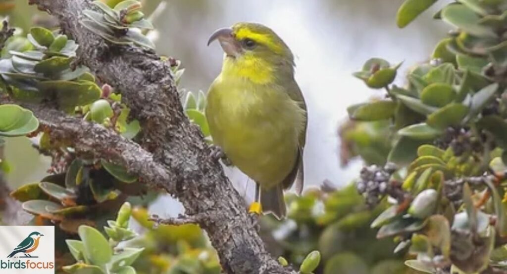 Maui Parrotbill
