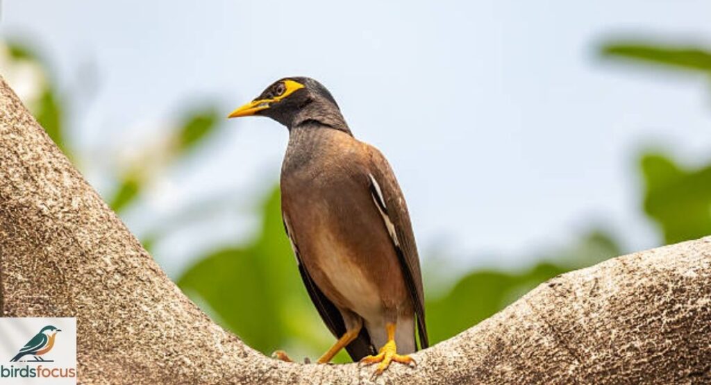 Mynah Bird