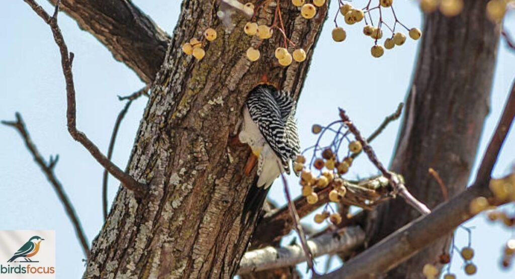 Nesting and Reproduction