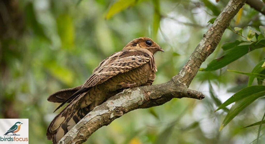 Nightjars