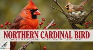 Northern Cardinal Bird: Male & Female Colors, Calls, Nesting, Eggs, and Facts